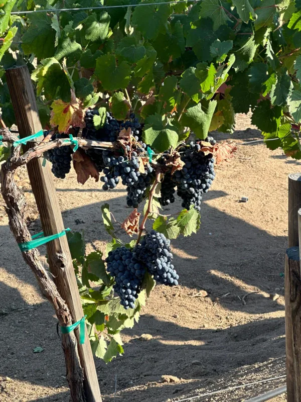 Uva con la que se realiza el vino Paoloni Aglianico